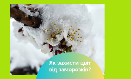 Як захистити дерева і кущі від заморозків? Поради для садівників
