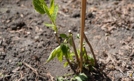 У Городку на клумбі біля Обеліску Слави невідомі вкрали 40 кущів