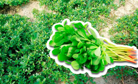 Кулінар, лікар і бур’ян – це все портулак