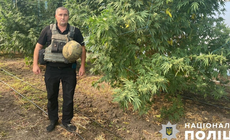 Кущі коноплі, патрони, рушниця: поліцейський улов на Бериславщині