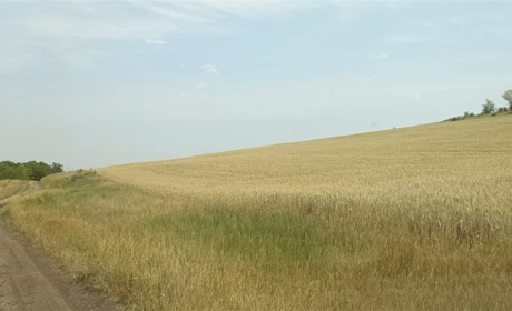 Заповідник під плугом: у Вознесенському районі незаконно розорали «Райдолинський степ»