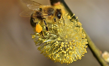 200 гривень на  бджолину родину: урядова програма підтримки бджільництва