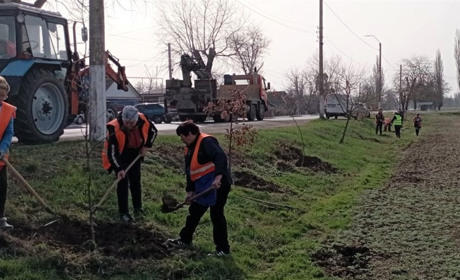 Озеленилися: комунальники висадили у Біляївці 100 дубів