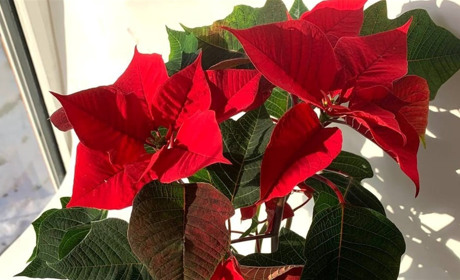 Різдвяна пуансетія полюбилася переяславцям