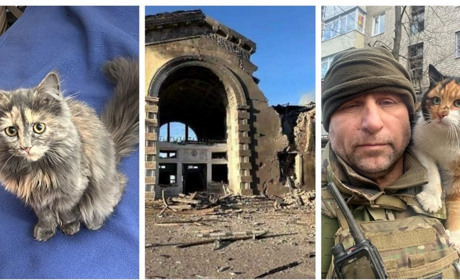 Підбірка бойових котиків: як чотирилапі тримають стрій разом із захисниками зі Жмеринки