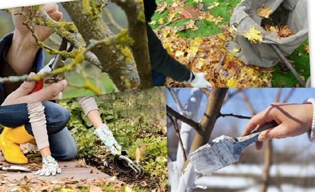 Правильний осінній догляд за садом — запорука врожаю майбутнього року