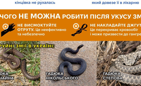 Як уникнути укусу змії та що робити, якщо вас вкусила гадюка