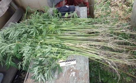 Білопільські правоохоронці викрили наркозлочинця