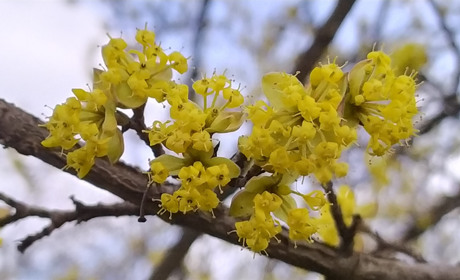 Погода на Вербний тиждень на Уманщині