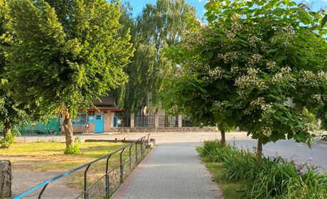 Фото вихідного дня: в Барі зацвіли катальпи