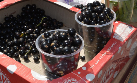 На недільному базарі продавали вже перші ягоди домашньої смородини