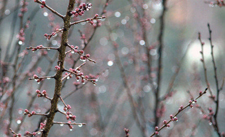 Зустрічаємо дощі: прогноз погоди на Сумщині та в Україні від синоптиків