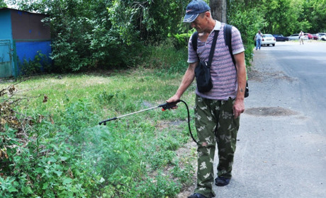 Амброзія. Що ви не знали або забули про цю рослину, розповідає інспекція з благоустрою Біляївки