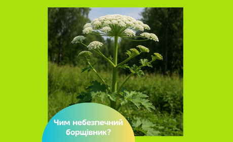 В Україні квітне борщівник. Чим цей бур'ян небезпечний для людини і як врятуватись від опіків