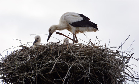У Кагарлику на масиві Новобудова родина лелек виховує трьох пташенят