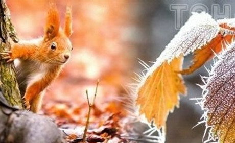 Погода на вихідні: синоптики Сумщини опадів не прогнозують