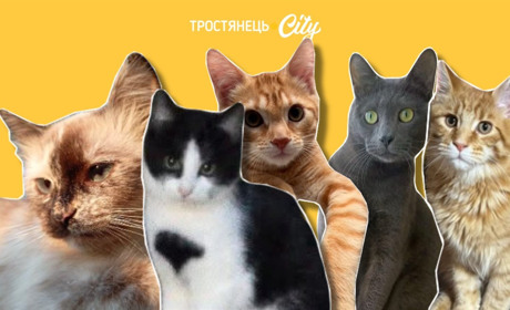 День кота: тростянчани діляться фото своїх улюбленців
