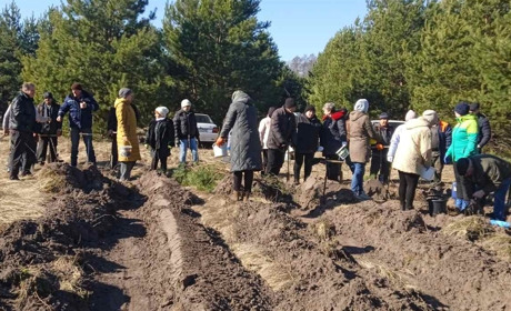 У Студениківській громаді на Переяславщині під час толоки засадили деревами понад гектар лісу