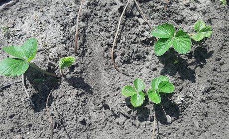 Фермер роздає саджанці