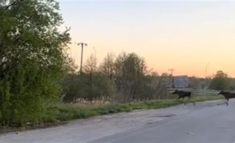 У Звягелі лосі вийшли на дорогу: тварини вийшли прямо на проїжджу частину
