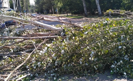 Огромный тополь упал на дорогу