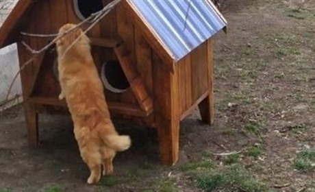 Мешканців Південноукраїнська закликають прибрати самовільні будиночки для тварин