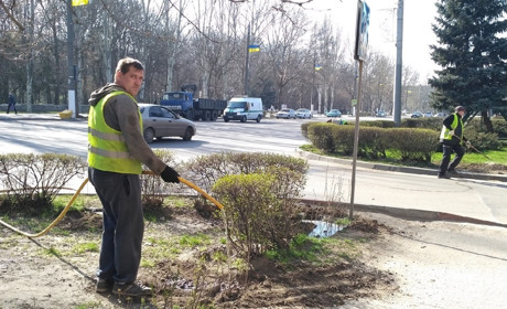 В Мелитополе обновляют живую изгородь из «родственницы» оливкового дерева