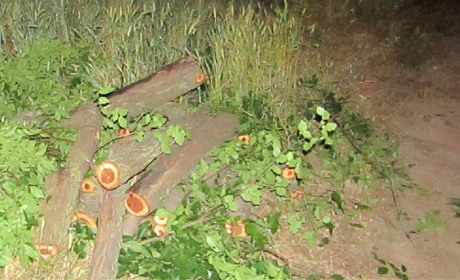 Транспорт и дрова конфискованы, но кто восстановит лесополосу