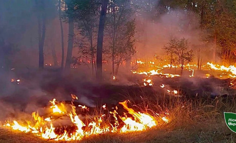 На Кіровоградщині біля 40 га лісу постраждало через російський обстріл: що відомо