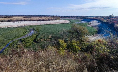 На місці зруйнованого Каховського водосховища може вирости найбільший вербовий ліс Європи