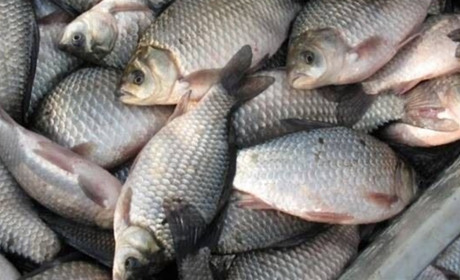 Городоччанку оштрафували за продаж риби без документів