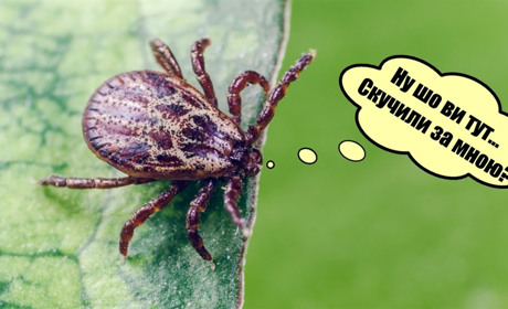 Прийшла весна, а з нею і кліщі: як захиститись від "приставучої" комахи