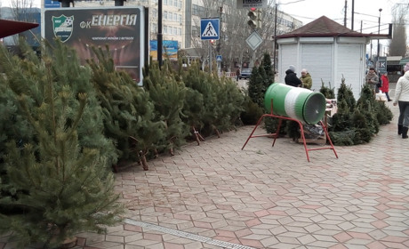 Почім ялинки для народу