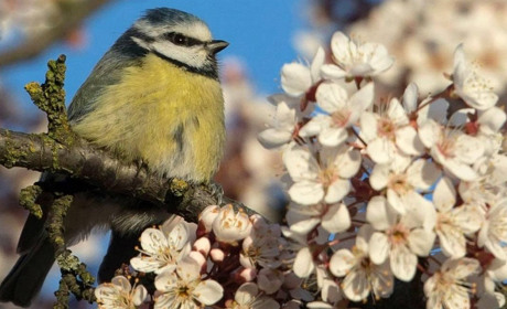 Нарешті - потепління! Але нічні заморозки ще не відступають: прогноз погоди