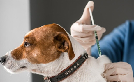 У Звягелі 29 листопада проведуть щеплення тварин від сказу: адреси вакцинації