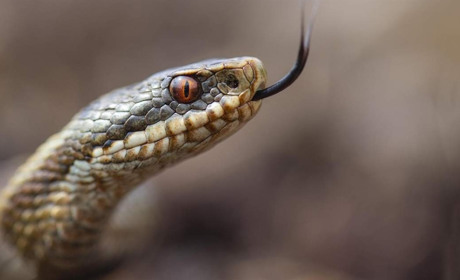 У селі Собіщиці під час збирання яблук чоловіка вкусила змія