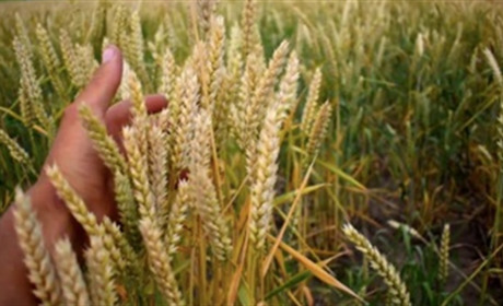 На Сумщині засіяно 93,5% площ. Жнива стартують у середині липня