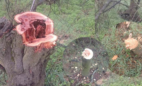 У Вигодянській громаді знову нищать посадки: біля одного з сіл вирубали молоді дерева