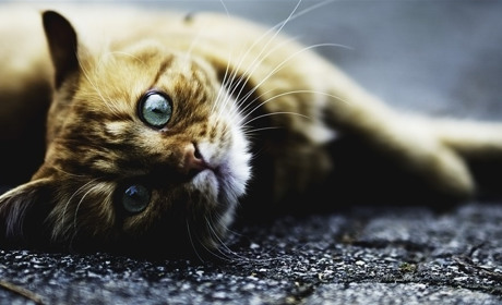 Руде кошеня