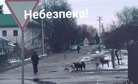 Псарня на дорогах або чи безпечні безприв’язні цуцики?