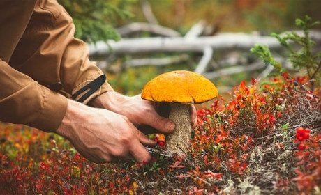 ⚠️ На Кіровоградщині — нові випадки отруєнь дикорослими грибами: медики закликають бути обережними
