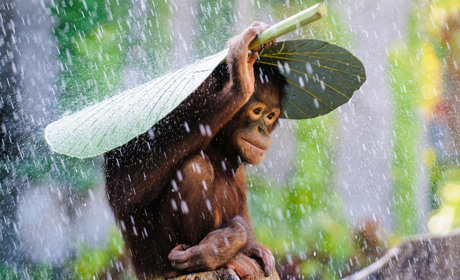 Погода на початку наступного тижня на Сумщині