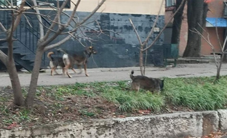 Безпритульний пес знову напав на мешканця Краснограда: хто відповідатиме за агресивність безхатьків