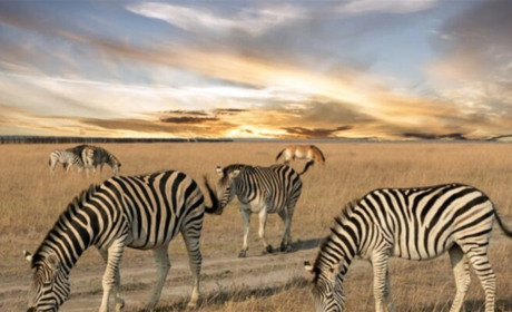 Заповідника "Асканія-Нова" більше немає - начальник ОВА