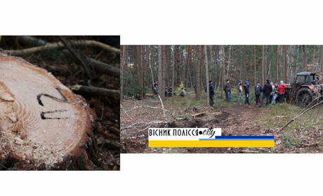 Довговільський ліс: суд виніс ухвалу чоловіку, якого затримали на місці
