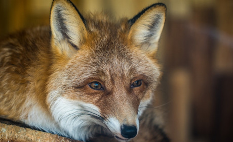 У Сватівському районі проти сказу будуть вакцинувати диких тварин