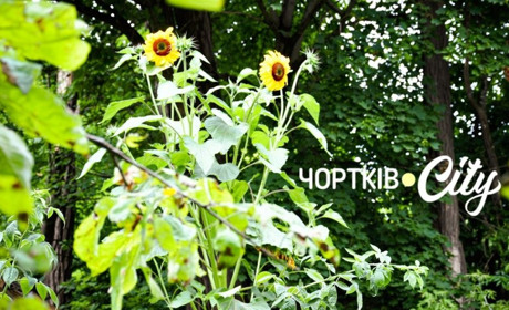 На одному з подвір’їв у Чорткові росте гігантський сонях