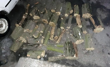 Правоохоронці зупинили чоловіка, який незаконно вирубував дерева