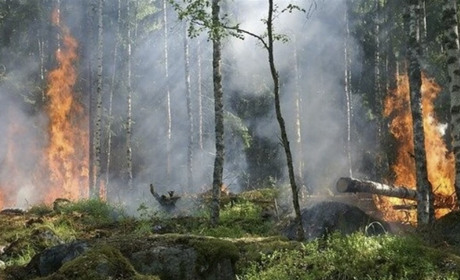 На Полтавщині розпочинається пожежонебезпечний період: відвідувати ліси заборонено