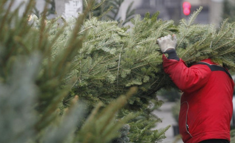 На Сумщині триває щорічна операція «Новорічна ялинка»: які штрафи передбачені